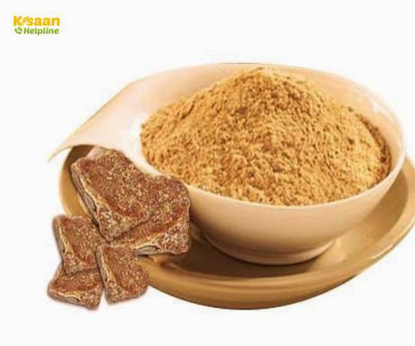 भारत में हींग की खेती, उत्पादन, इस्तेमाल तथा औषधीय गुण